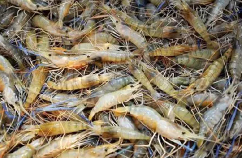 Bộ Thủy sản Indonesia trực tiếp hỗ trợ nông dân để thúc đẩy nuôi tôm