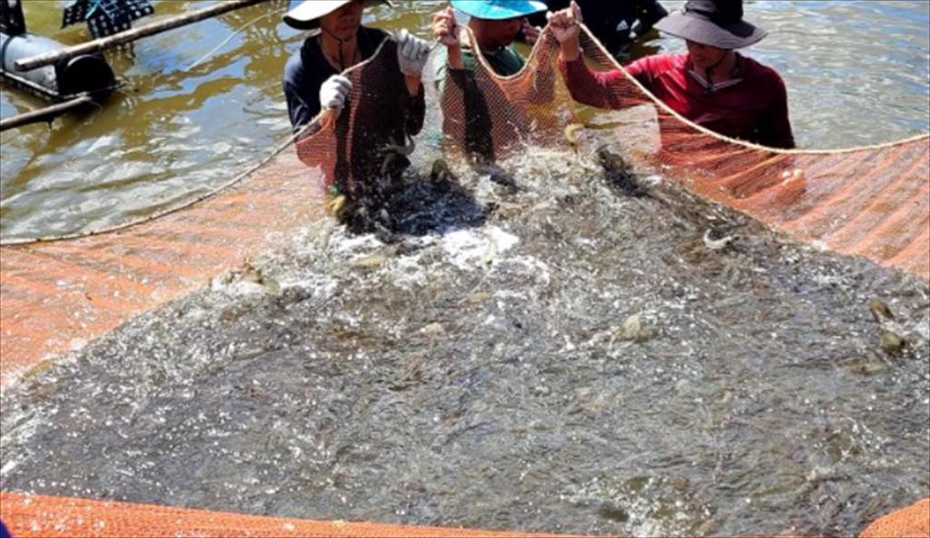 Mô hình nuôi tôm tuần hoàn tích hợp đa loài IMTA-RAS