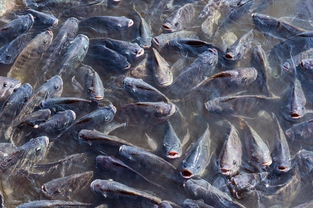 Brazil vượt Chile, trở thành quốc gia nuôi cá lớn nhất châu Mỹ