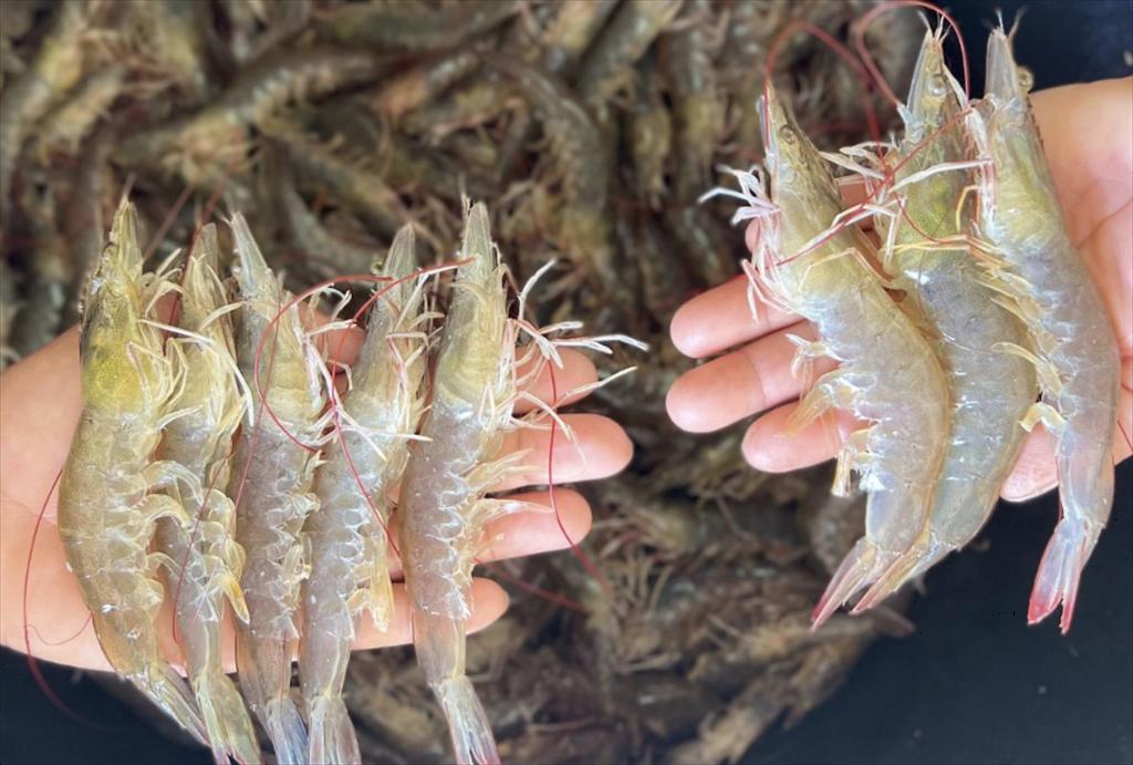 Singapore đẩy mạnh nuôi tôm thẻ chân trắng phục vụ ngành ẩm thực