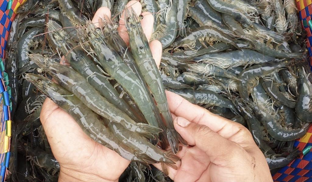 Honduras ký thỏa thuận xuất khẩu 3.000 tấn tôm đầu tiên sang Trung Quốc