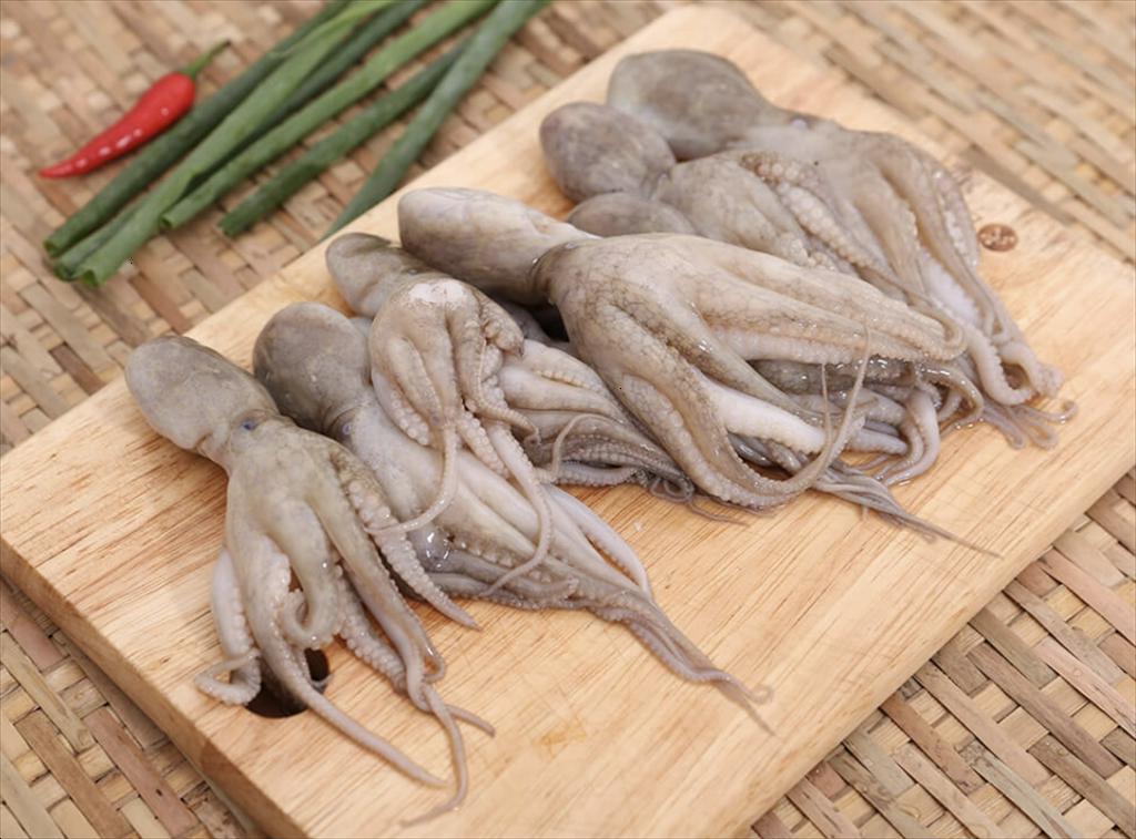 Giá bạch tuộc vẫn cao dù nguồn cung phục hồi tại Morocco 