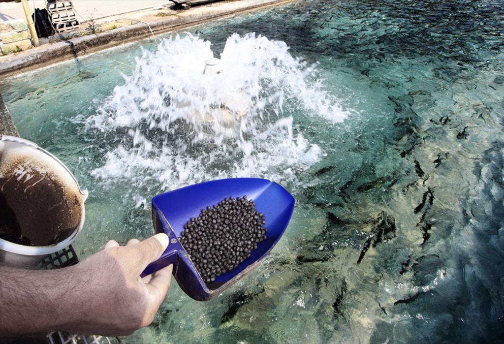 Thức ăn thủy sản không bột cá, dầu cá cho thấy hiệu quả nuôi cao