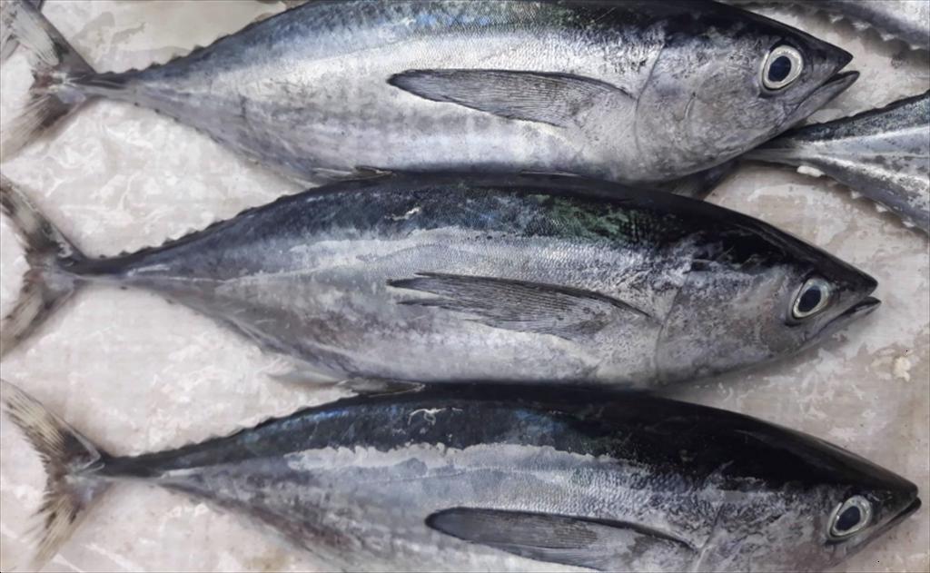 Các thành viên ISSF tuân thủ mục tiêu phát triển bền vững nghề cá ngừ