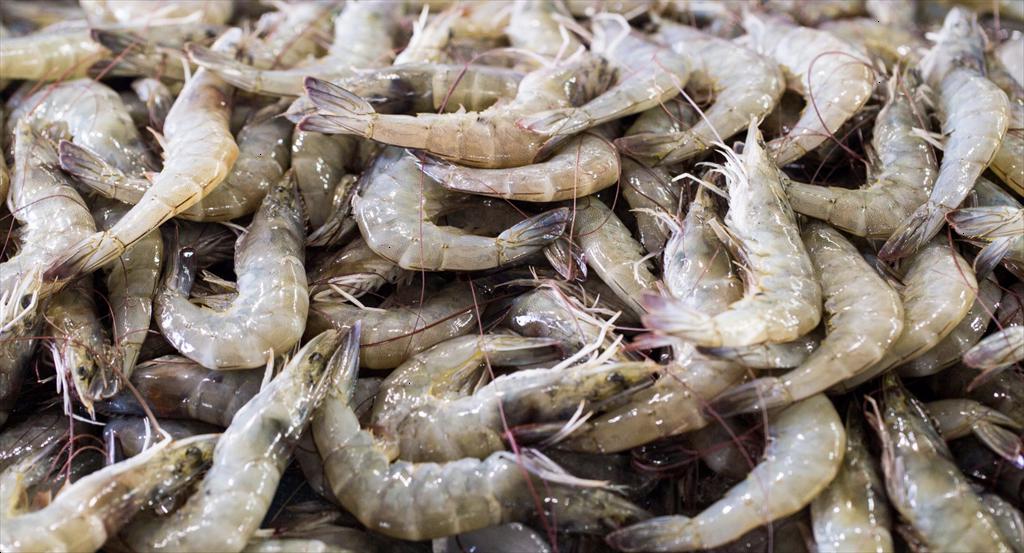 Giá tôm Ecuador tăng nhẹ, thị trường Trung Quốc phản ứng thận trọng