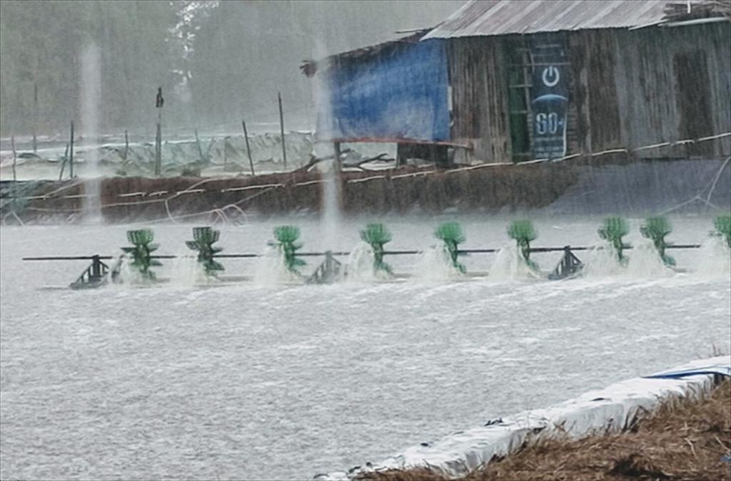 Bảo vệ tôm nuôi trước mùa mưa bão