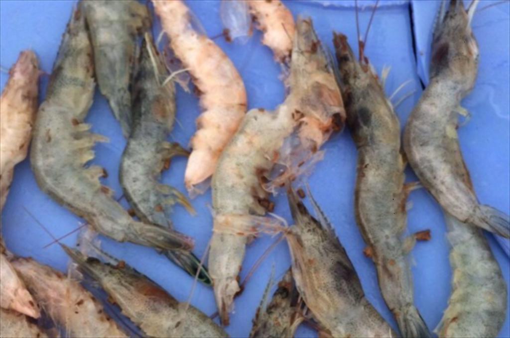 Các loại ký sinh trùng thường gặp trên tôm sú và tôm thẻ chân trắng