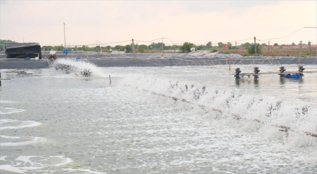 Nuôi tôm mùa mưa chủ động ứng phó để ổn định môi trường và giữ tôm khỏe mạnh