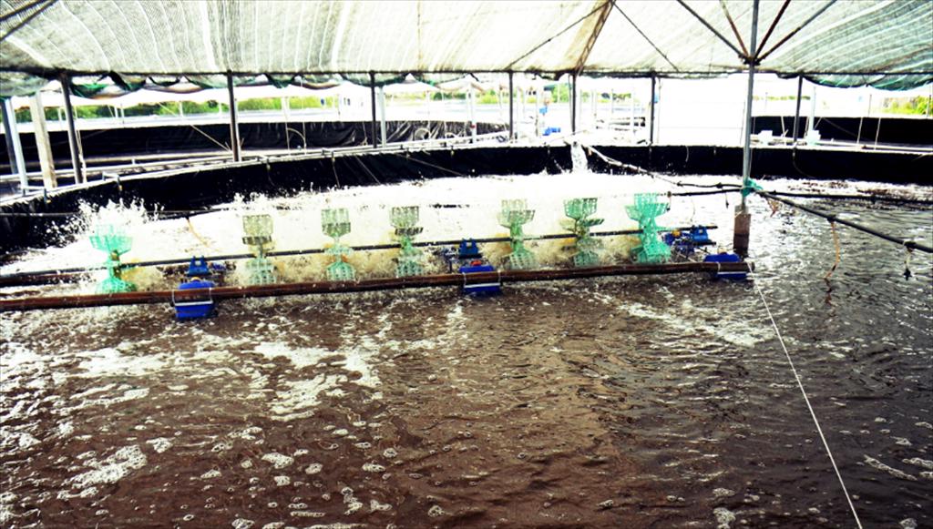 Nuôi tôm trong nhà lưới thích ứng với biến đổi khí hậu ở Nghệ An