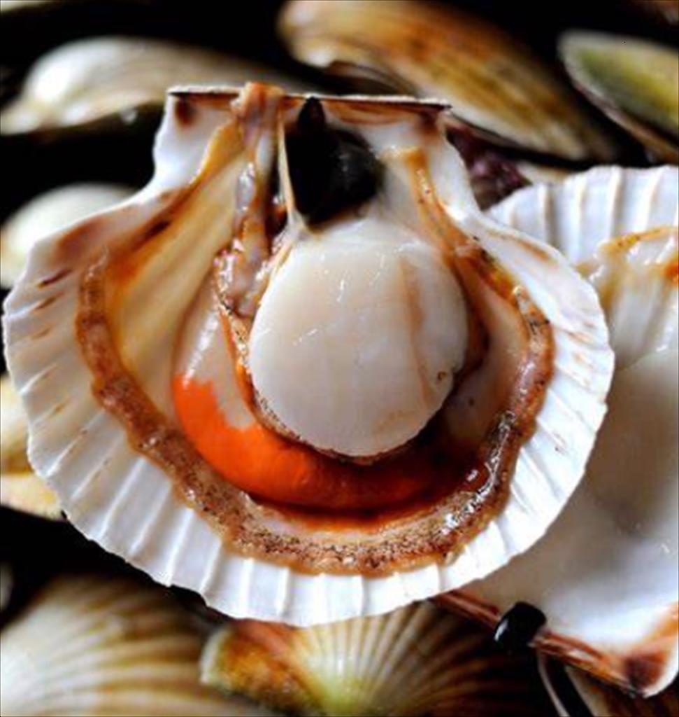 Giá sò điệp Nhật Bản giảm trong bối cảnh bất ổn thuế quan từ Hoa Kỳ