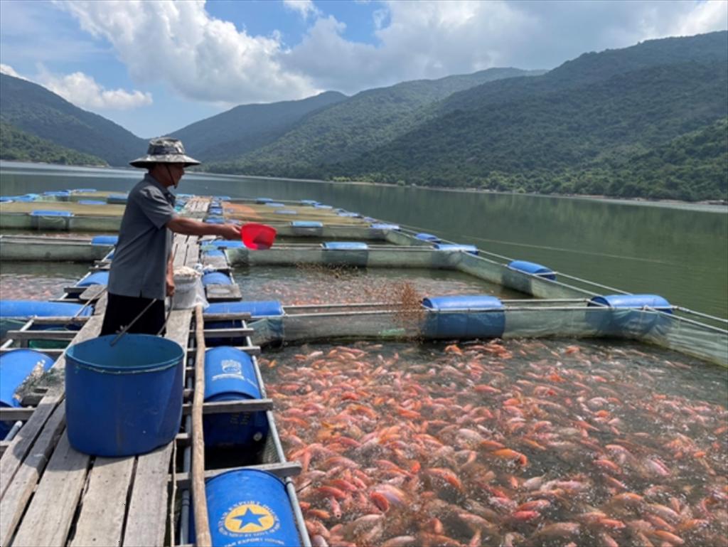 Binh Dinh develops export-oriented red tilapia farming chain