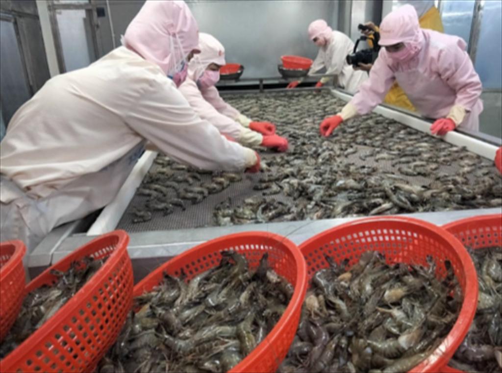 EU tăng mạnh nhập khẩu tôm, Ecuador và Việt Nam dẫn đầu tăng trưởng