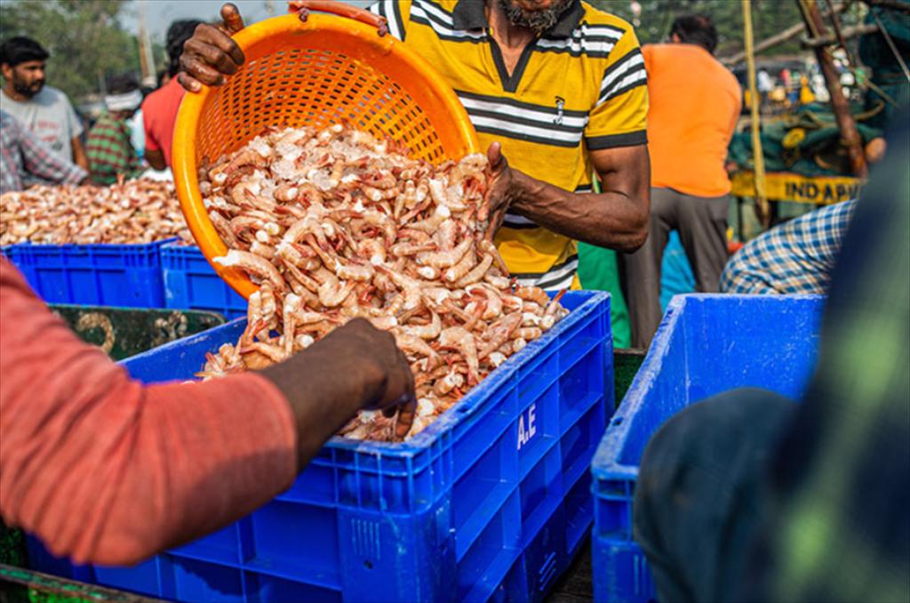 Ấn Độ ghi nhận kỷ lục xuất khẩu tôm trong tháng 52025