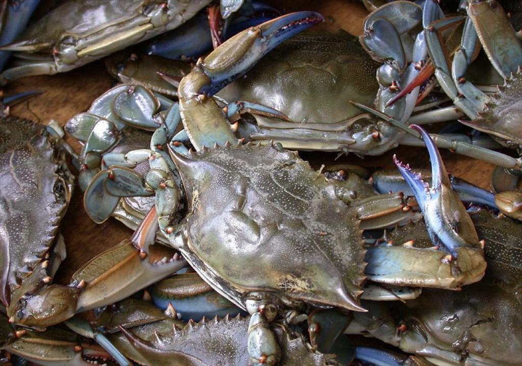 Cà Mau hướng đến trở thành trung tâm nuôi cua lớn nhất cả nước