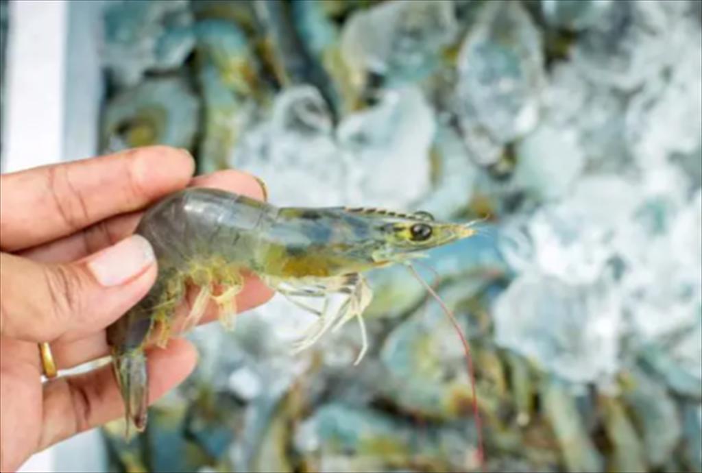 Aquaconnect mở rộng chuỗi cung ứng và đẩy mạnh xuất khẩu tôm Ấn Độ