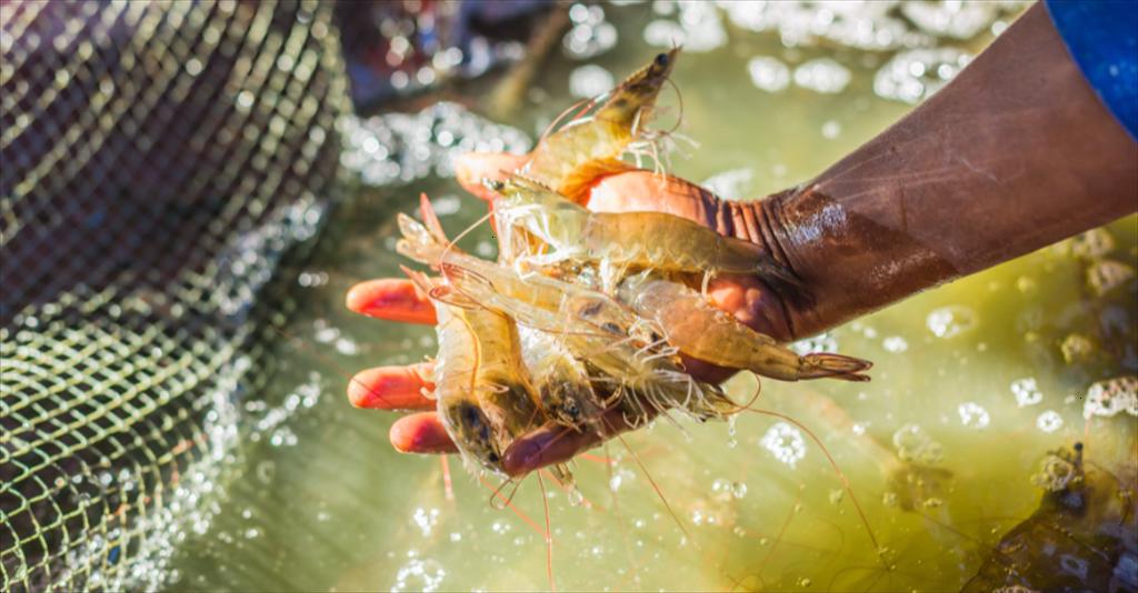 Nuôi tôm ngành công nghiệp thực phẩm tiềm năng, hướng tới phát triển bền vững