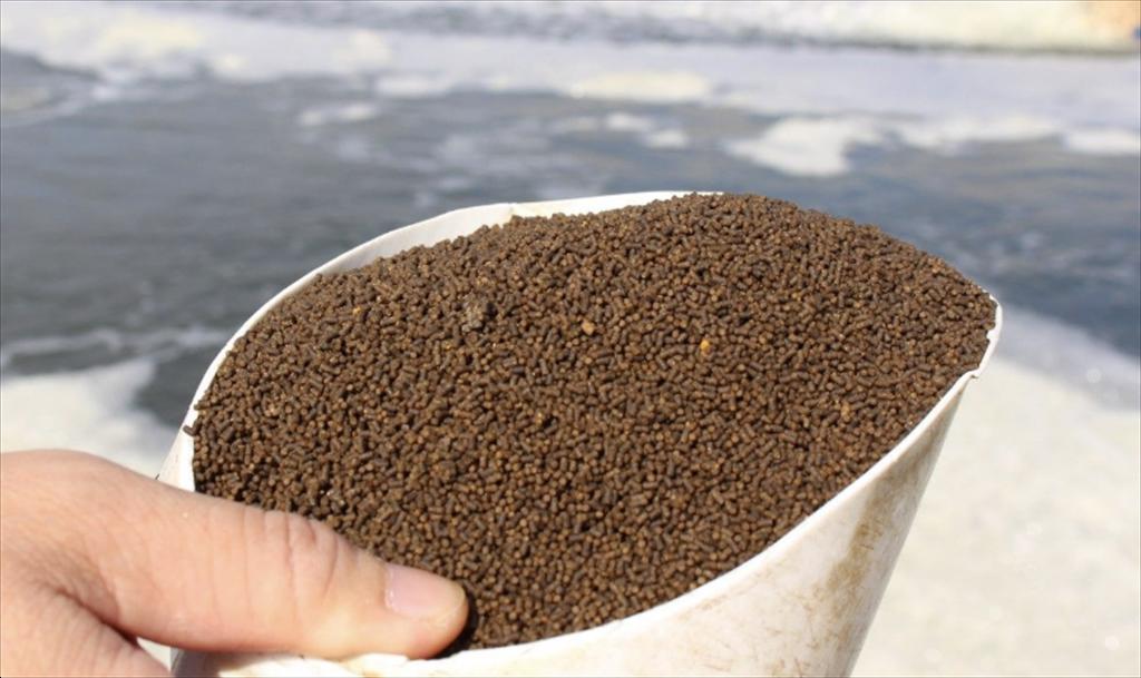 ASC 35 nhà máy thức ăn thủy sản toàn cầu đạt chứng nhận tiêu chuẩn bền vững