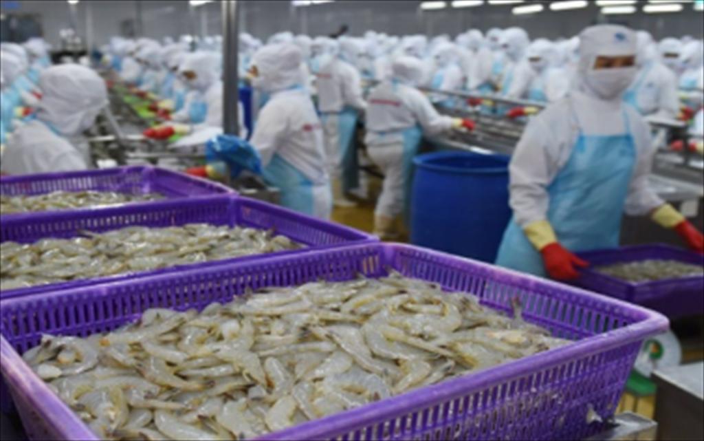 Các nhà sản xuất châu Á duy trì lợi thế thị trường ở một số loại sản phẩm tôm, bất chấp bất lợi về thuế quan