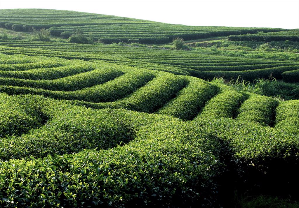 Đồng bằng sông Cửu Long hướng tới phát triển kinh tế xanh, phát thải thấp