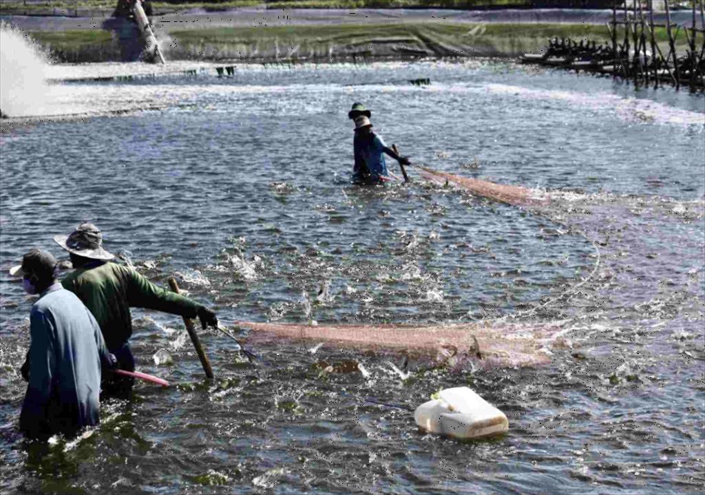 Việt Nam dẫn đầu toàn cầu về nuôi trồng thủy sản đạt chuẩn ASC