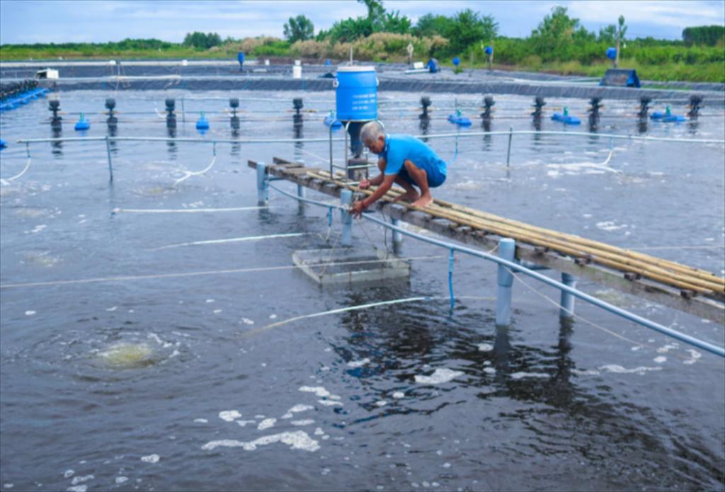Cà Mau đặt mục tiêu trở thành trung tâm nuôi tôm hiệu quả, bền vững của cả nước