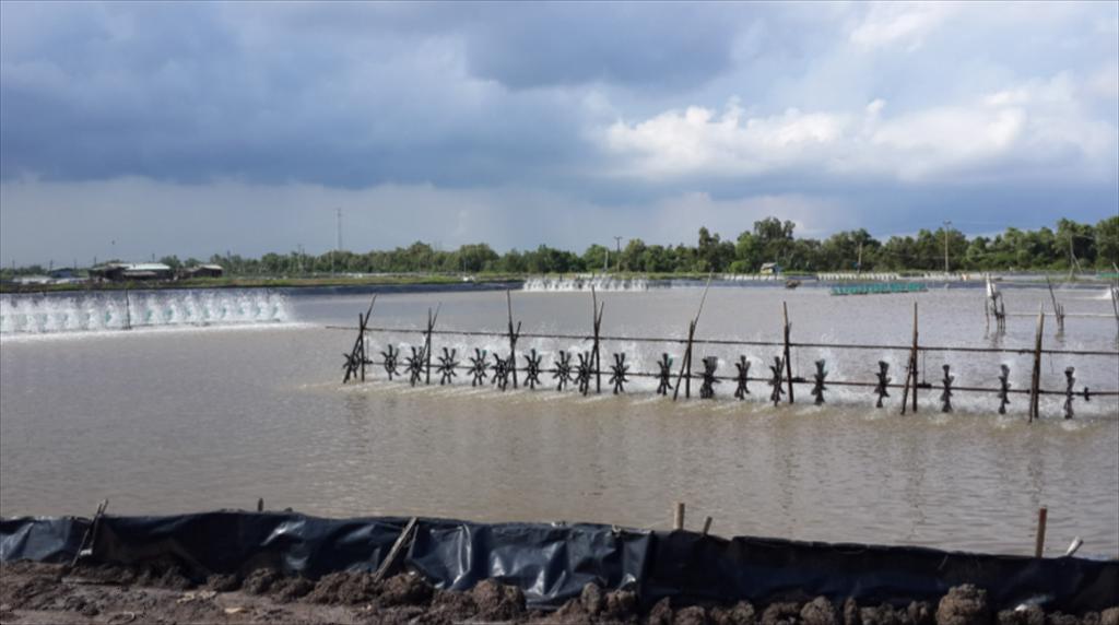 TP HCM Ứng dụng công nghệ cao, tuần hoàn nước trong nuôi tôm siêu thâm canh