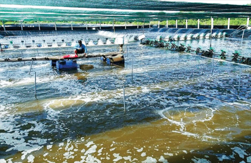 ĐBSCL mô hình nuôi tôm công nghệ cao mở hướng phát triển bền vững