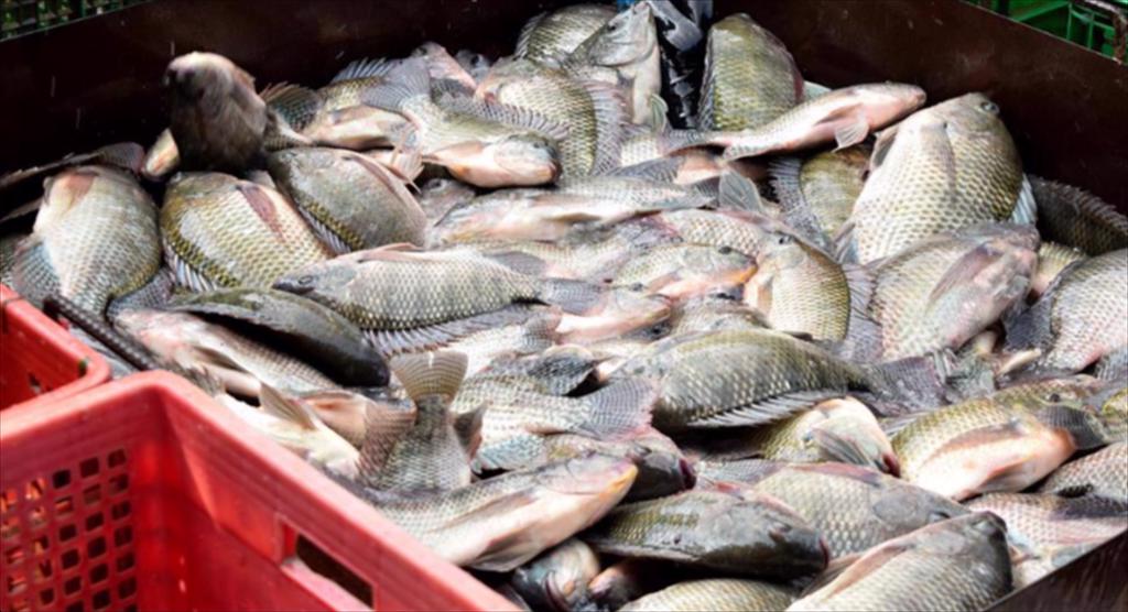 Giá cá rô phi Trung Quốc giảm mạnh khi đàm phán thương mại Mỹ – Trung tiếp tục căng thẳng