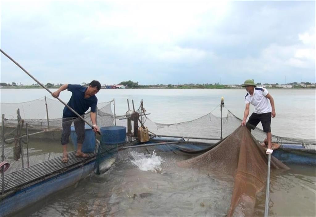 Bắc Ninh phát triển nuôi cá lồng sông, mở rộng nhóm cá thịt trắng giá trị cao