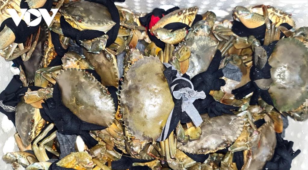 Cà Mau đặt mục tiêu phát triển nuôi cua thành ngành kinh tế mũi nhọn