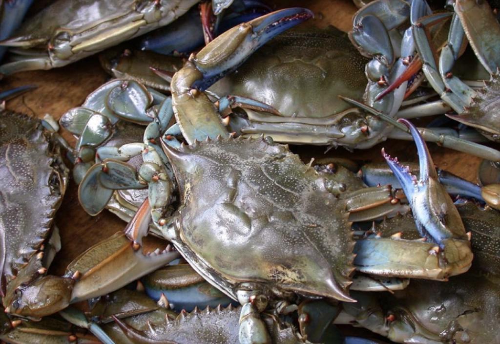 Ca Mau aims to become the country’s largest crab farming hub