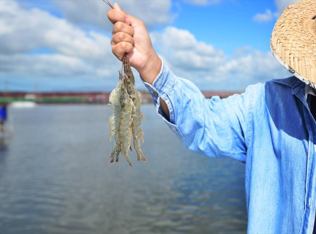 Thai Union đẩy mạnh sáng kiến khử carbon trong nuôi tôm 