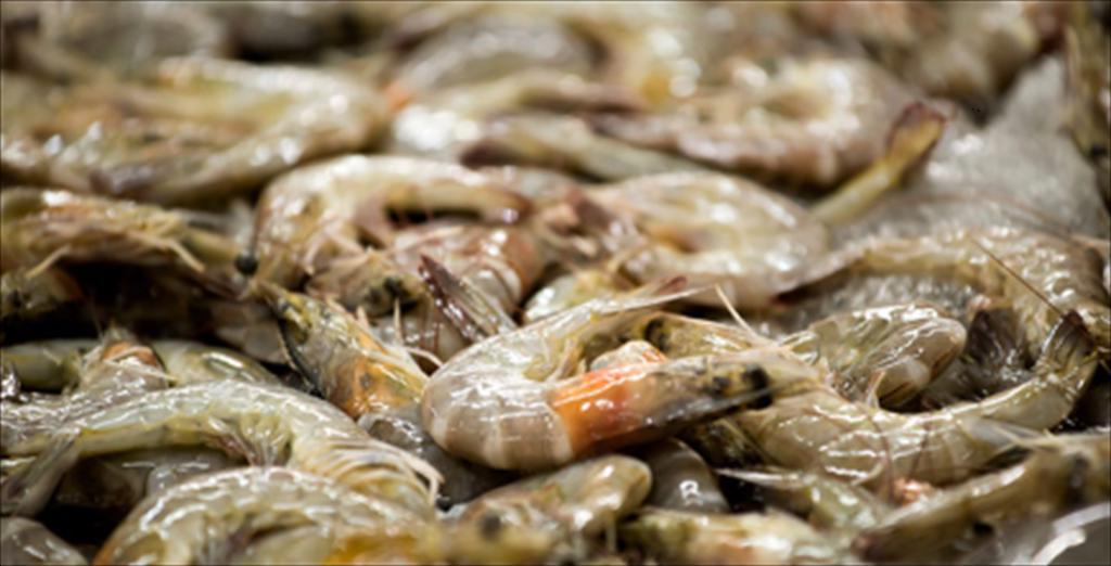 Giá tôm Ecuador giảm tại Trung Quốc trong bối cảnh chi phí đầu vào tăng cao