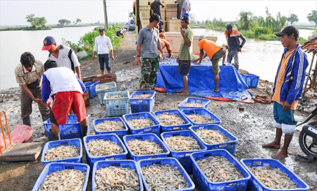 Indonesia gấp rút tìm thị trường thay thế khi Mỹ áp thuế tôm