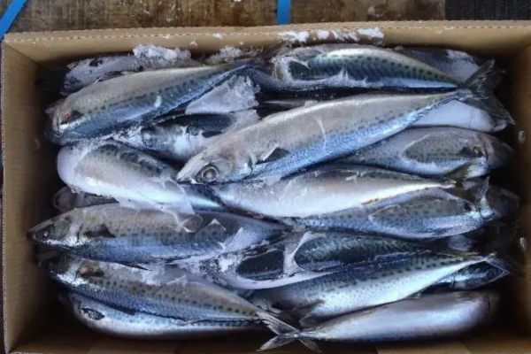 Hàn Quốc tăng mạnh nhập khẩu cá thu đông lạnh