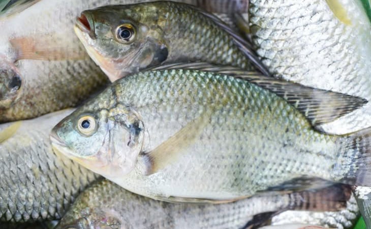 Xuất khẩu thủy sản nuôi trồng của Brazil tăng mạnh trong nửa đầu năm 2025