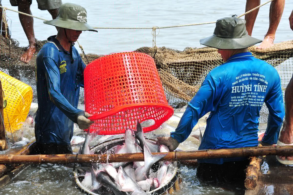Đồng Tháp đẩy mạnh phát triển bền vững ngành cá tra