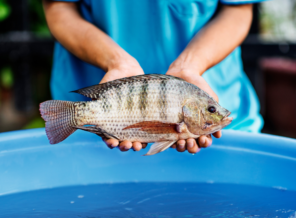 Cá rô phi Việt Nam được ưa chuộng tại Mỹ, Nga nhờ nuôi theo chuẩn quốc tế