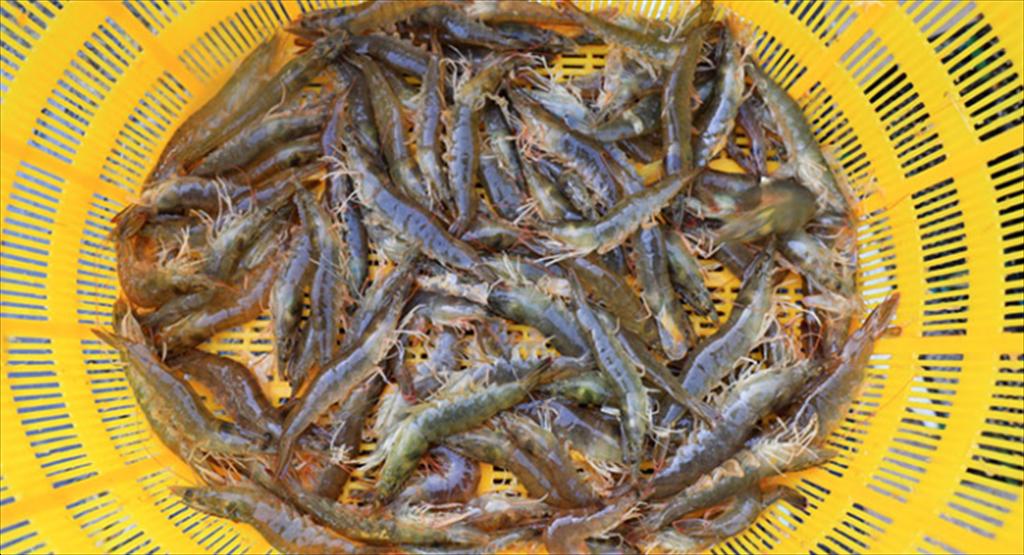 Trung Quốc Đông Dinh cấm nuôi tôm trong nhà kính vì lo ngại môi trường