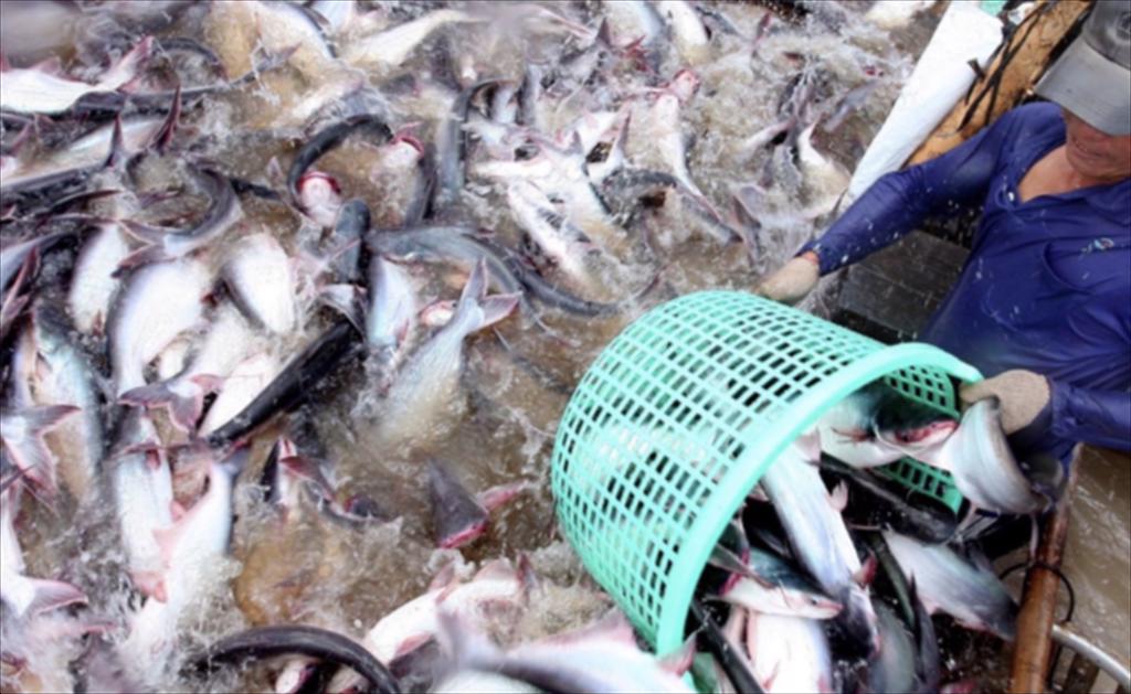 Giá cá rô phi tại Trung Quốc ổn định, thị trường Mỹ vẫn trầm lắng