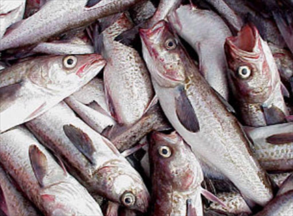 USDA dự kiến mua 100 triệu USD cá minh thái Alaska