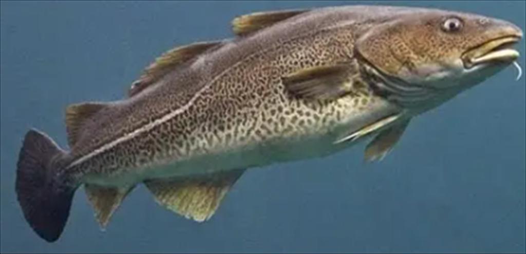 Greenland tăng hạn ngạch cá tuyết năm 2025 