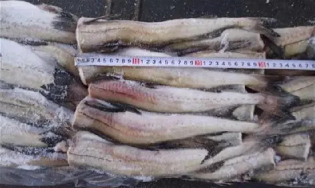 Giá cá minh thái Nga giảm tại Trung Quốc trong tuần đầu tháng 82025