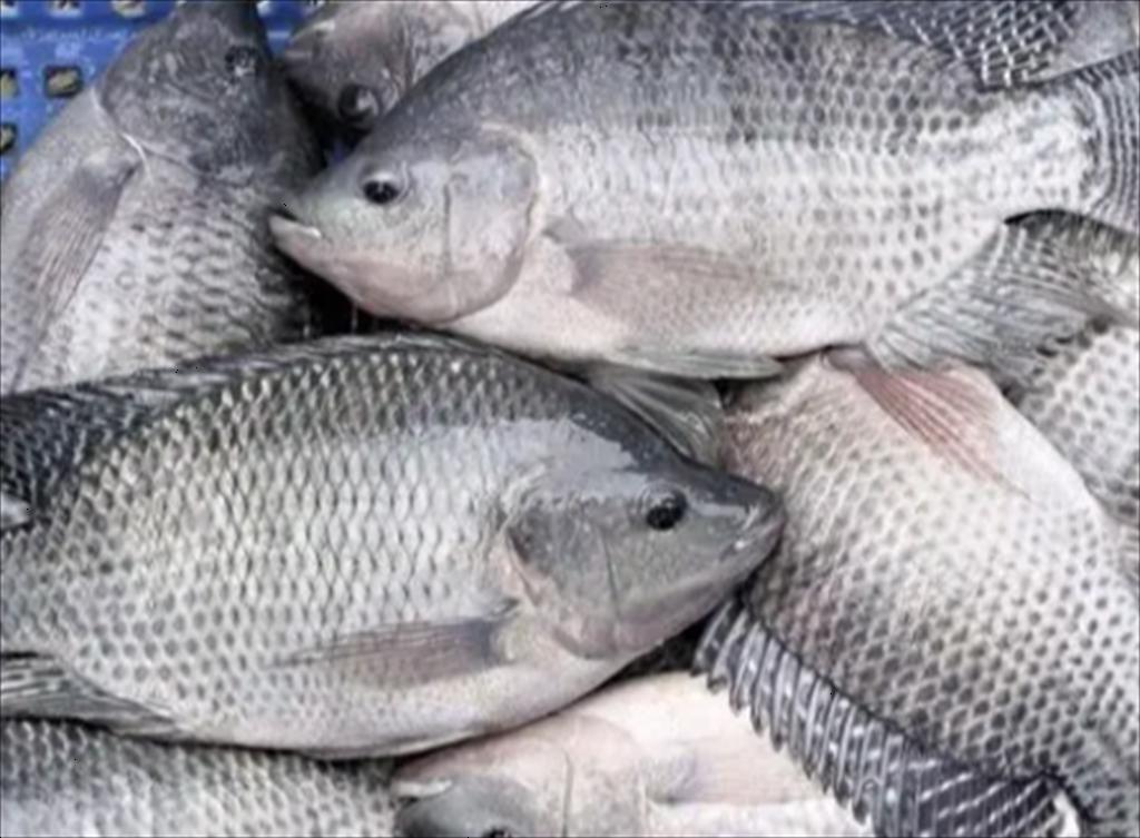 Thị trường cá rô phi toàn cầu 2024 Sản lượng tăng, giá giảm, thương mại phân hóa theo khu vực