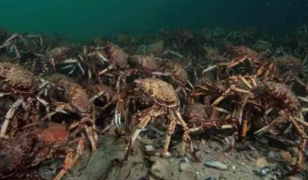 Canada Giá cua tuyết tăng do thiếu hụt nguồn cung