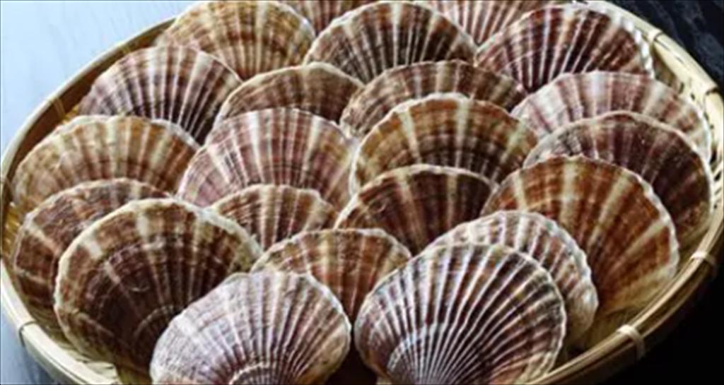 Mỹ Sản lượng sò điệp giảm mạnh, giá tăng