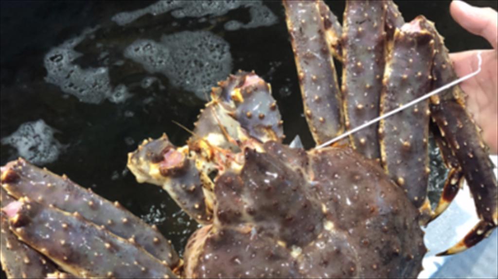 Na Uy Giá cua hoàng đế biến động trong tuần cuối tháng 72025