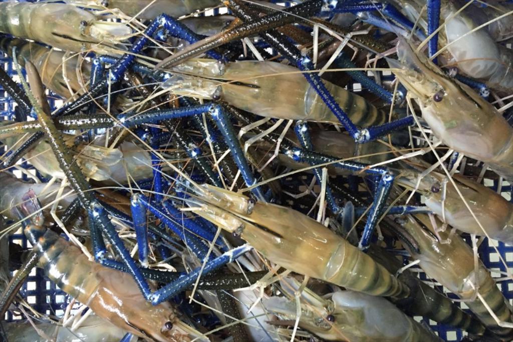 Sau 10 năm FTA, tôm Honduras được cấp phép vào Hàn Quốc