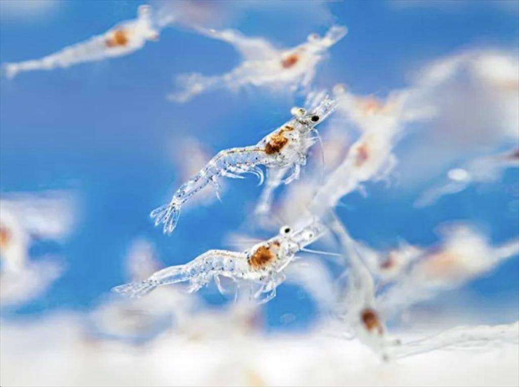 Probiotic vi nang trong thức ăn - Giải pháp hiệu quả kiểm soát vibrio ở tôm giống