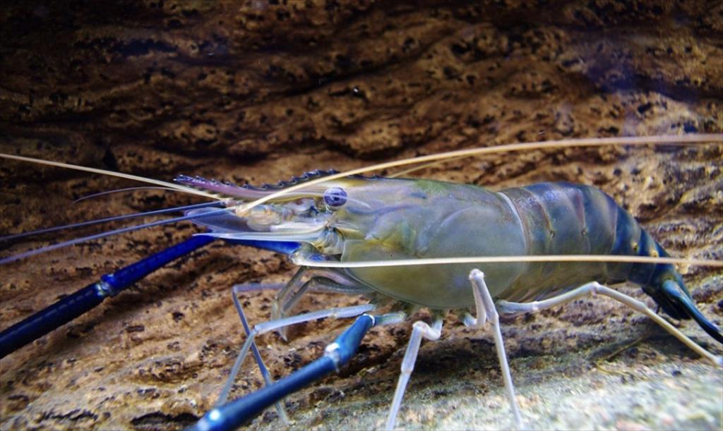 Tôm càng xanh Hướng đi bền vững nhưng còn nhiều thách thức